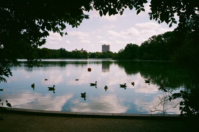 A photo of ducks in Prospect Park